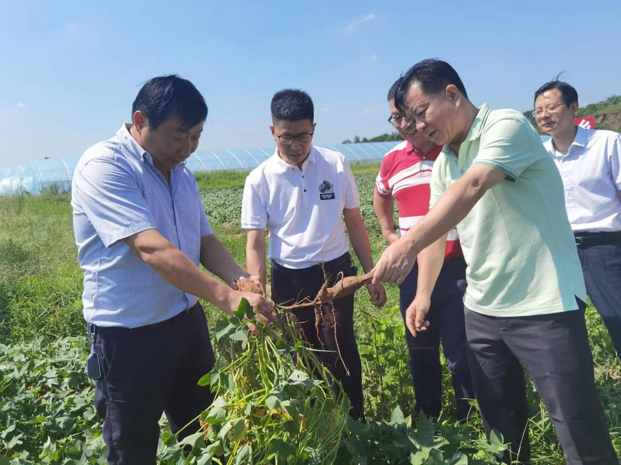 姚江林一行赴田间查看红薯长势（蔡兴奎 供图）