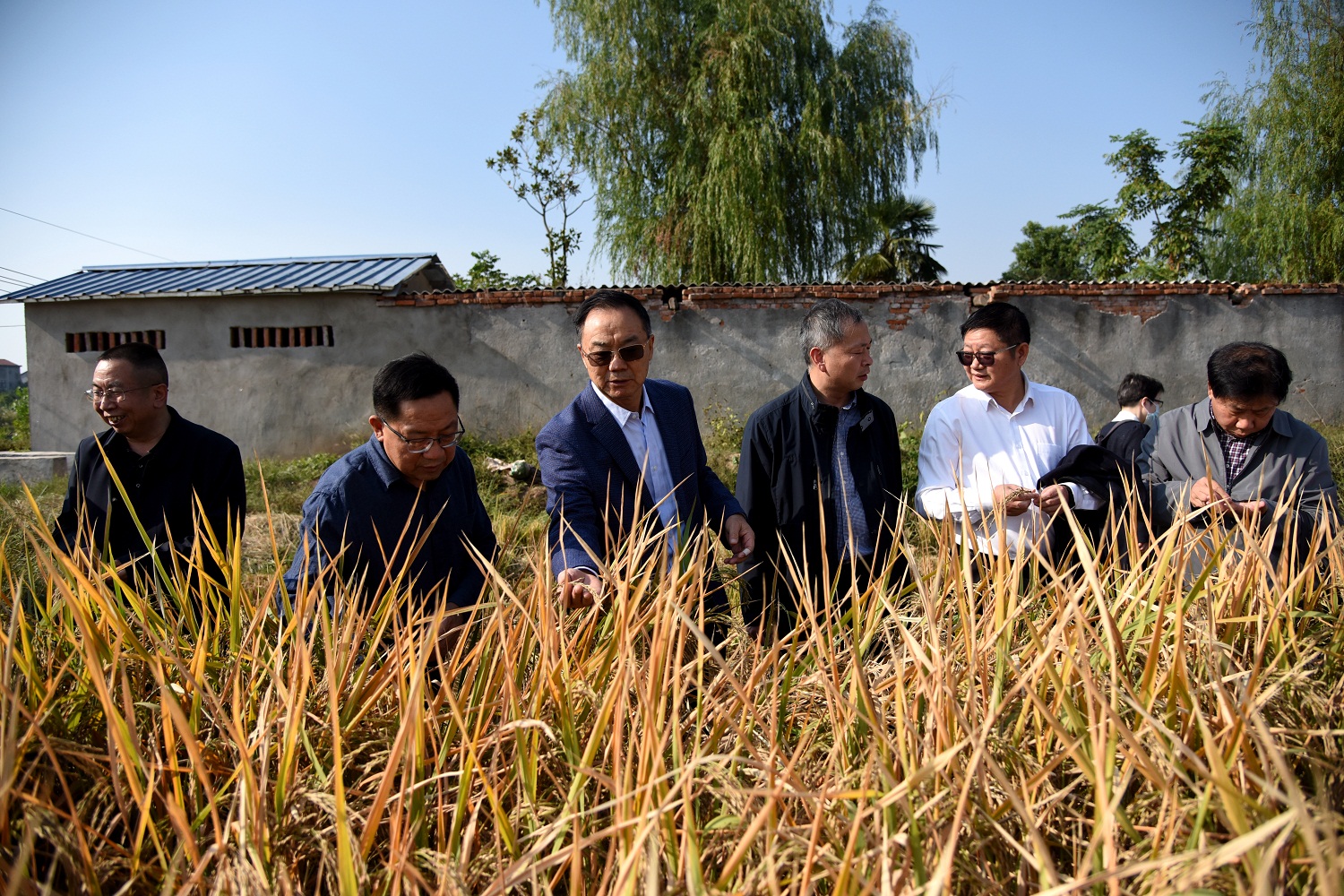 张启发院士及水稻团队在江夏华墨香基地调研