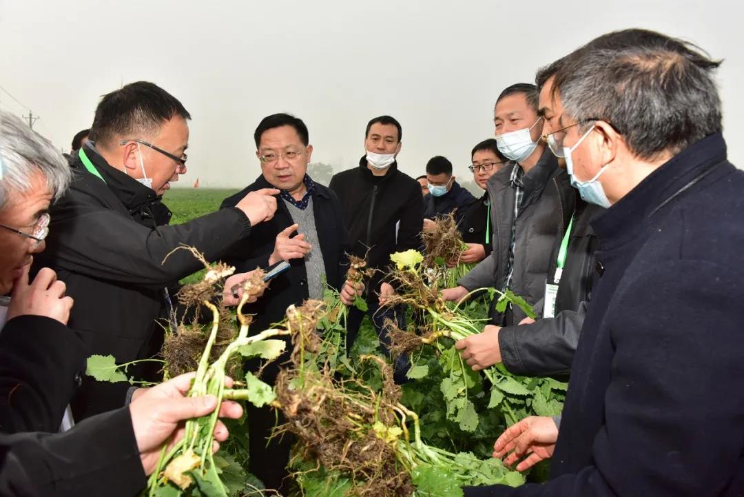 专家组成员取样计算根肿病发病率（记者 刘涛 摄）