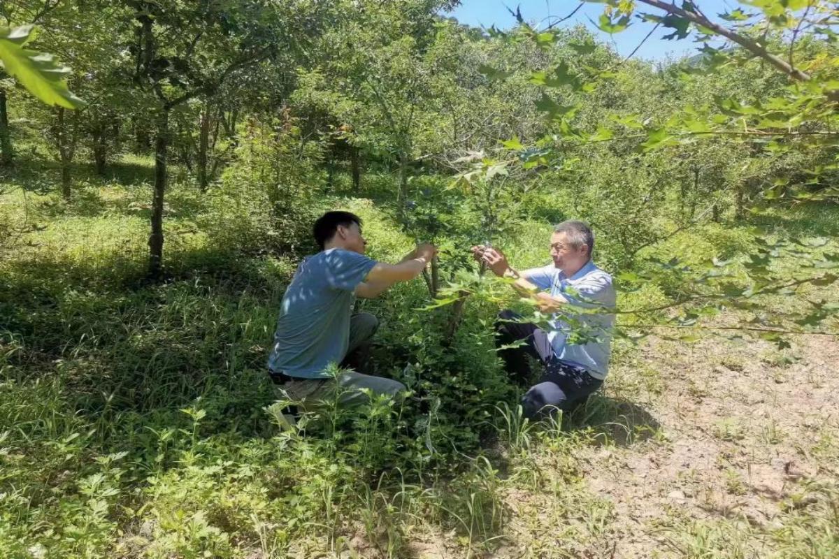 技术人员进行板栗的嫁接