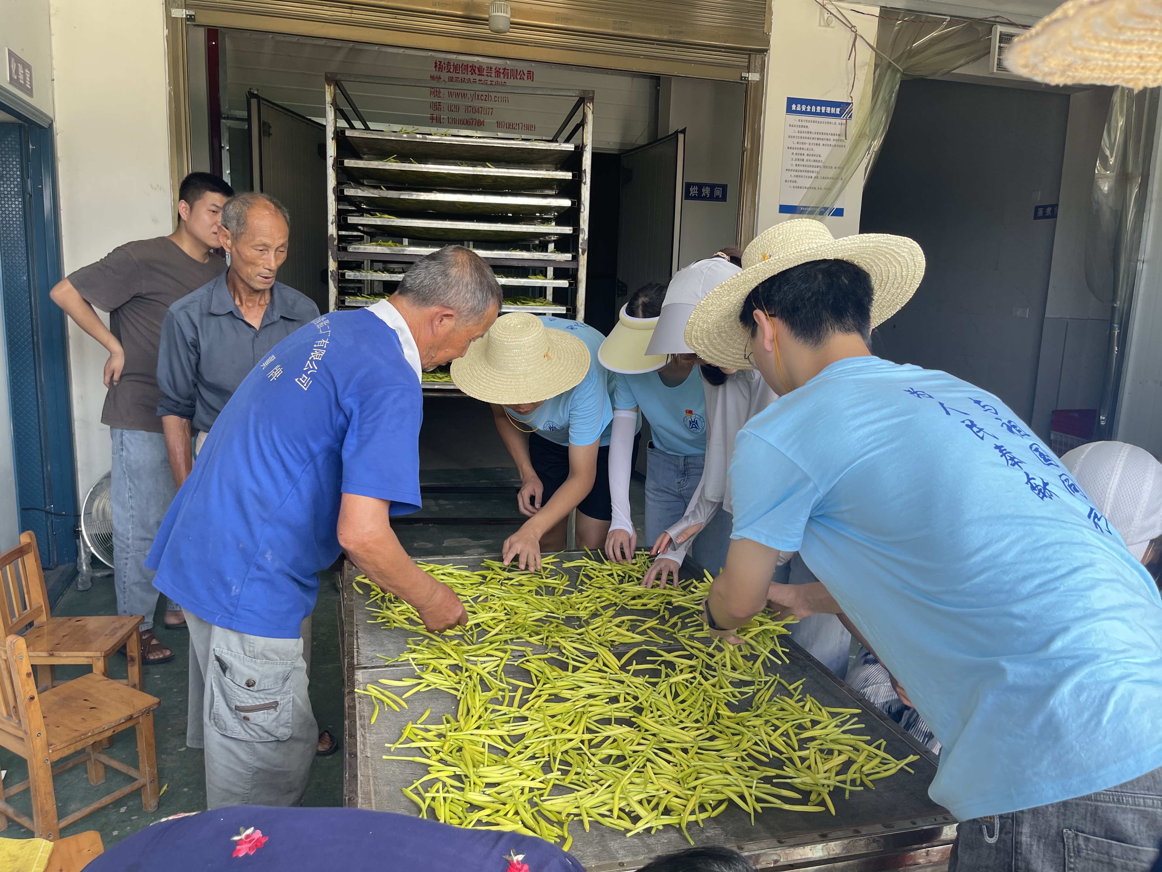 2实践小队协助村民进行黄花加工（通讯员 王冬）