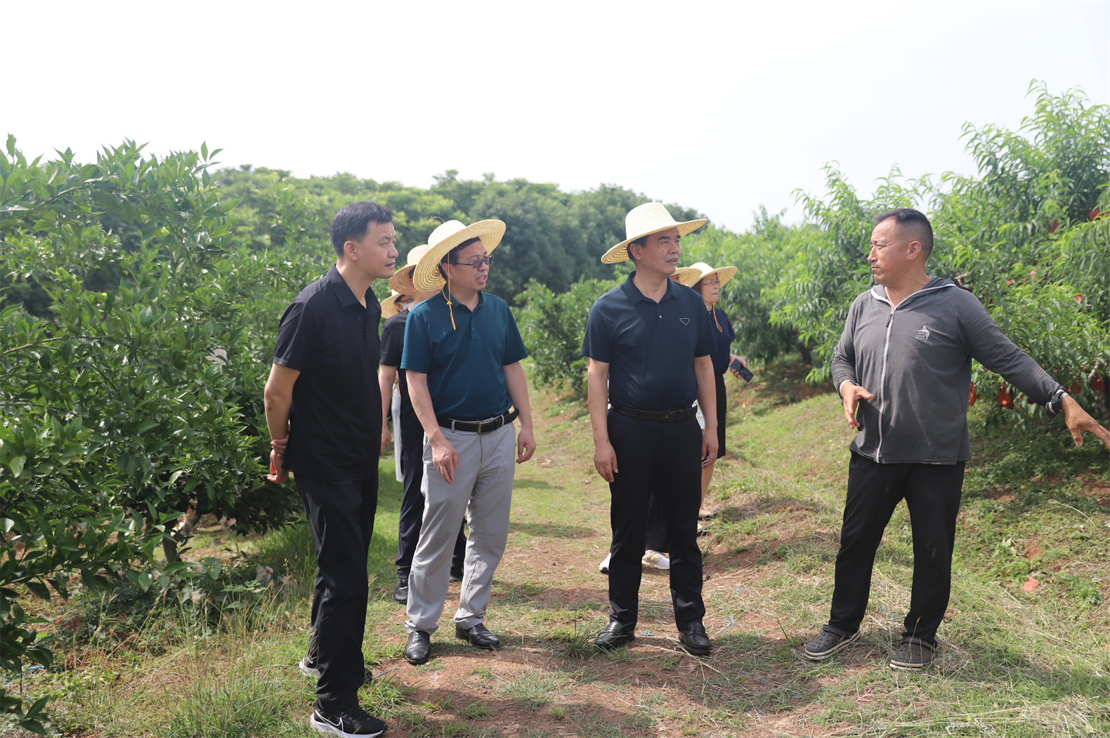 调研杨冲村君丰家庭农场水果种植基地（通讯员 吴斌 摄）