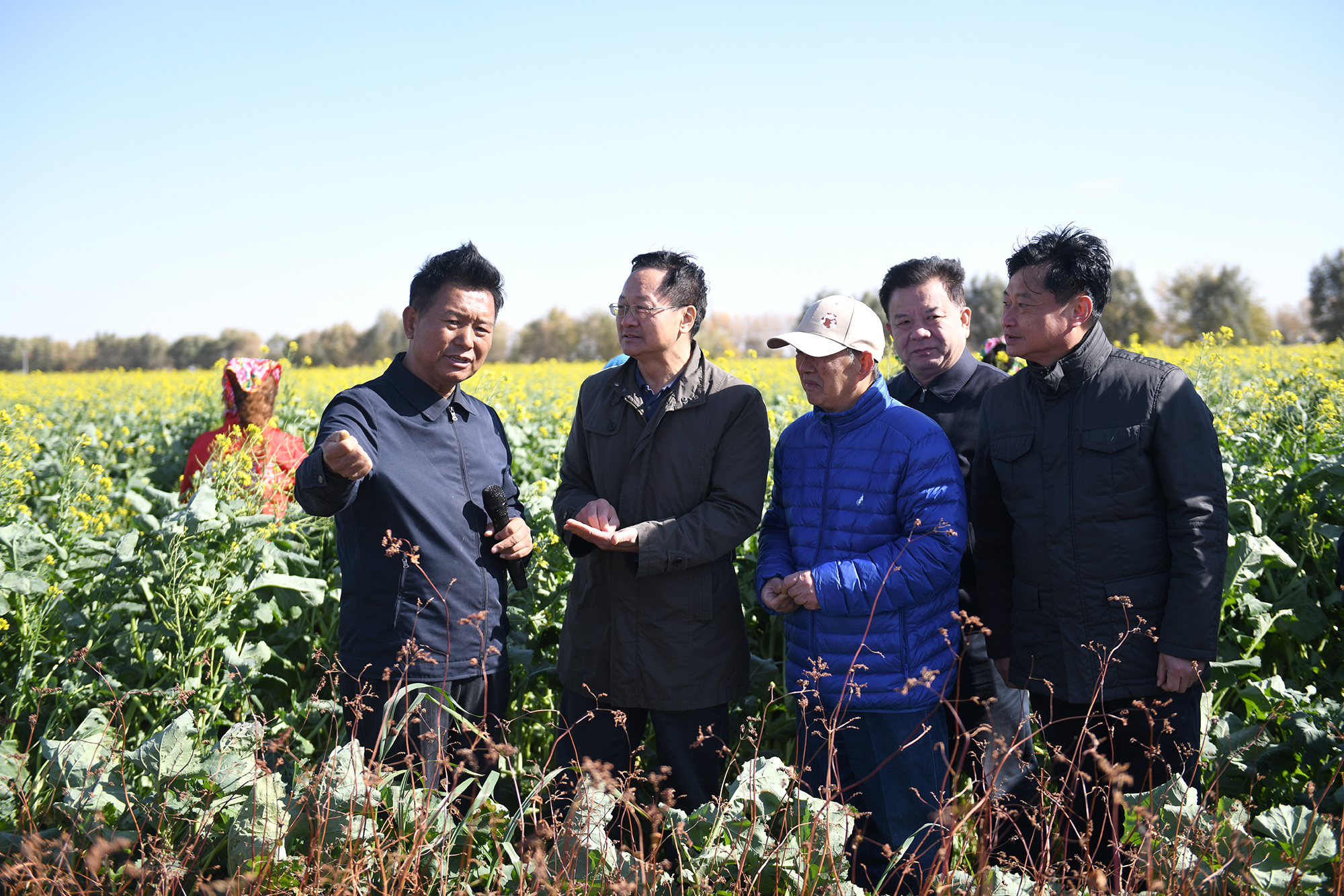 任长忠介绍间隔的燕麦油菜种植情况（记者 刘涛 摄）