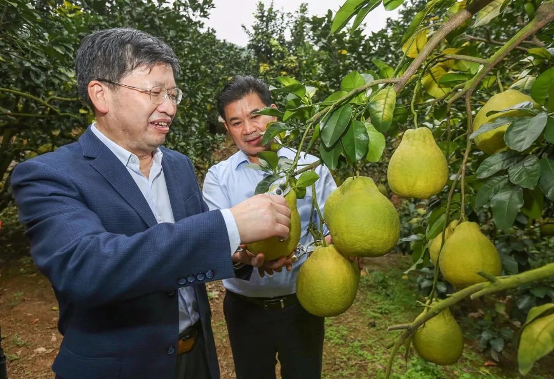 邓秀新院士在柑橘产区调研