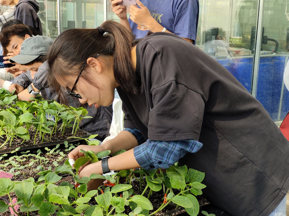 参赛同学正在进行蔬菜嫁接（通讯员 周涵 摄）