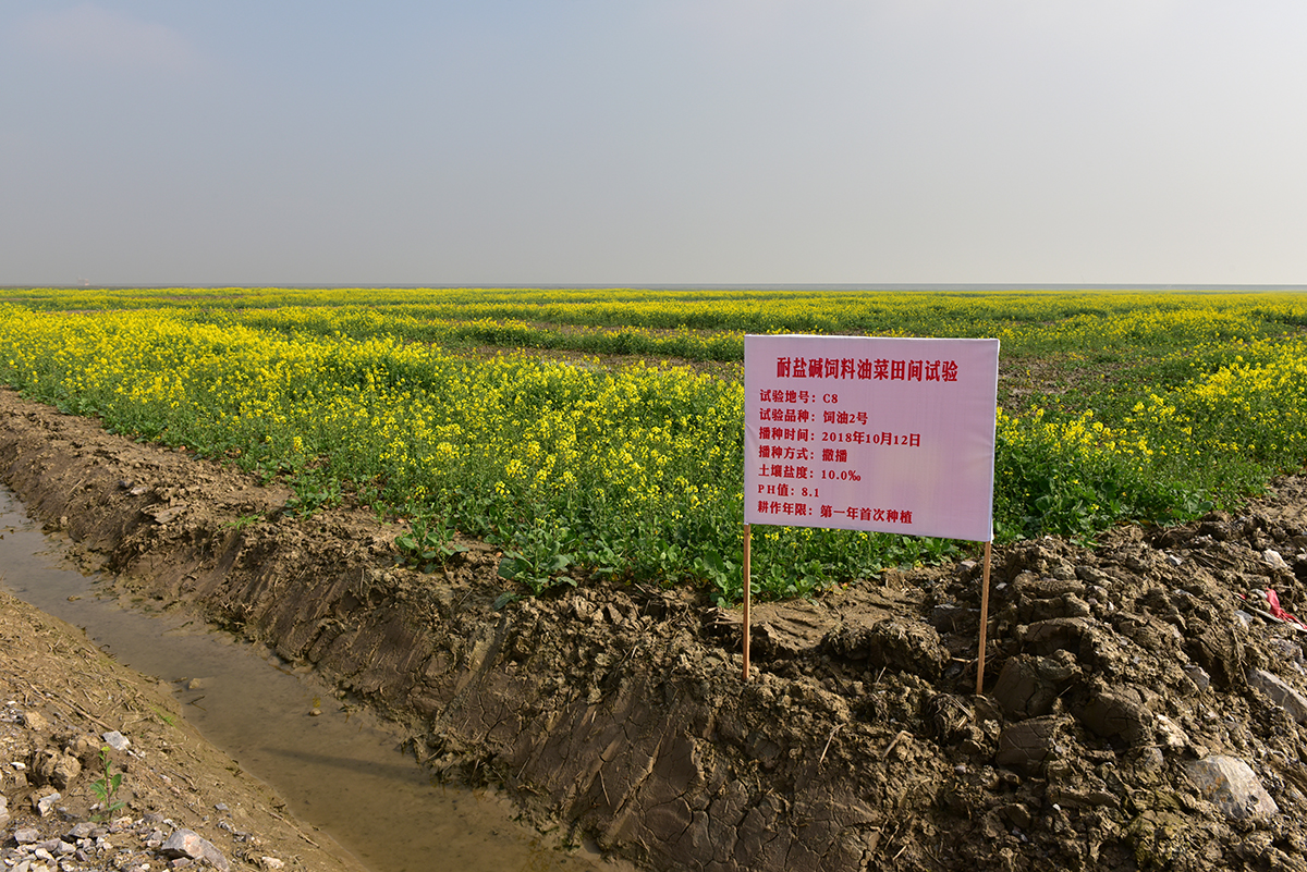 1400亩油菜田