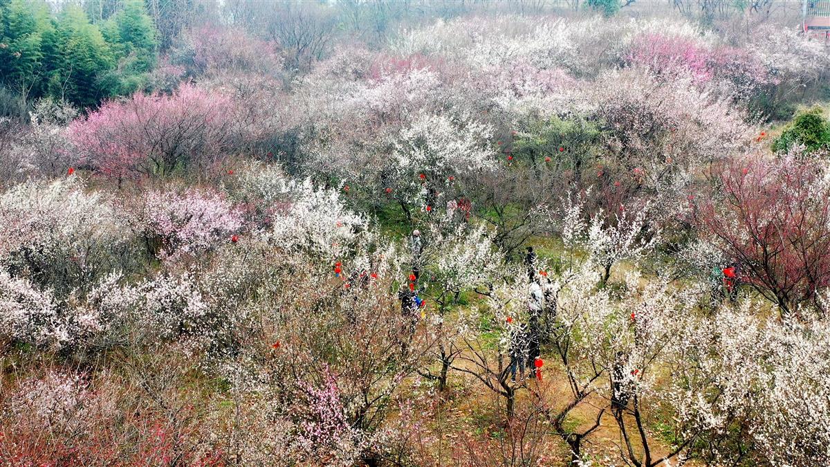 梅花凌寒绽放（张东摄）