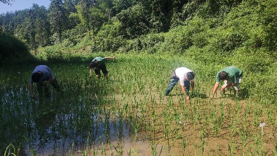 实践团下田清除杂草（通讯员 戴文卓 摄）