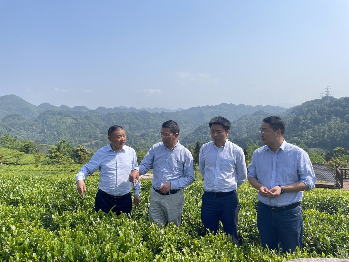 乡村振兴荆楚行-伍家台实地调研茶区_proc