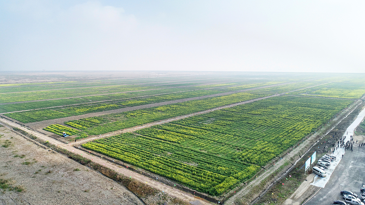 1400亩耐盐碱油菜与周边盐碱地形成鲜明对比