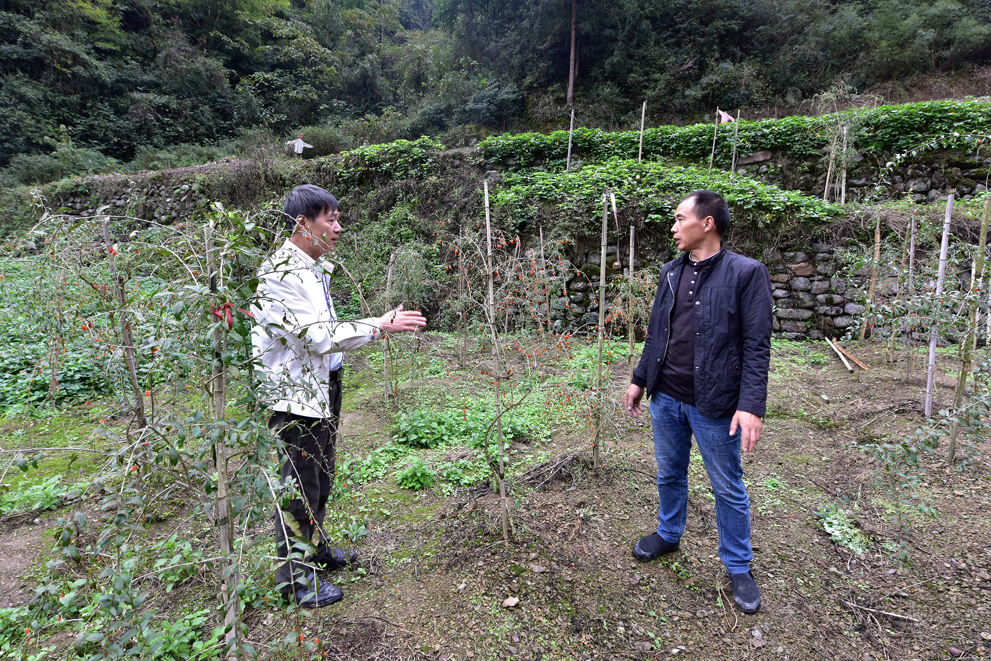 王沫教授现场指导东门溪村枸杞种植户