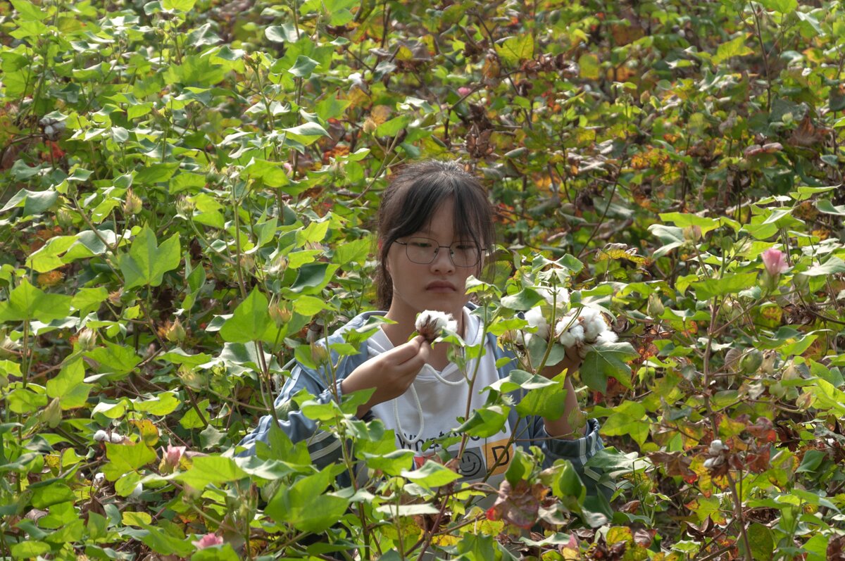 在认真摘棉花的同学 （学通社记者 曹颖 摄）_proc