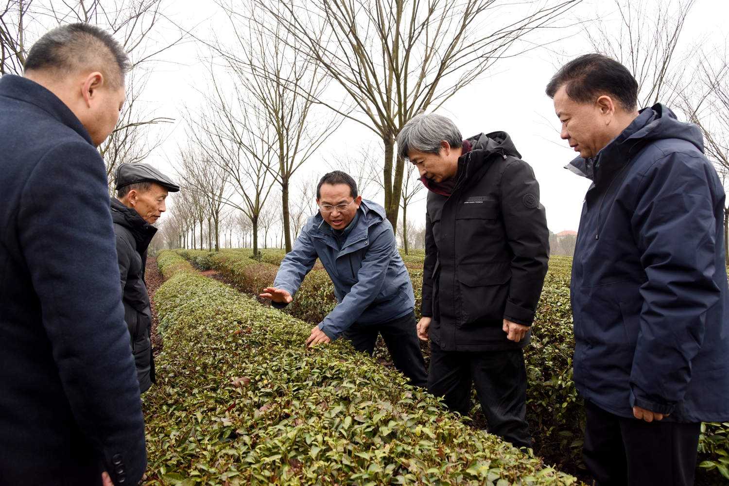 华中农大教授在光明茶叶有限公司防灾减灾 (2)