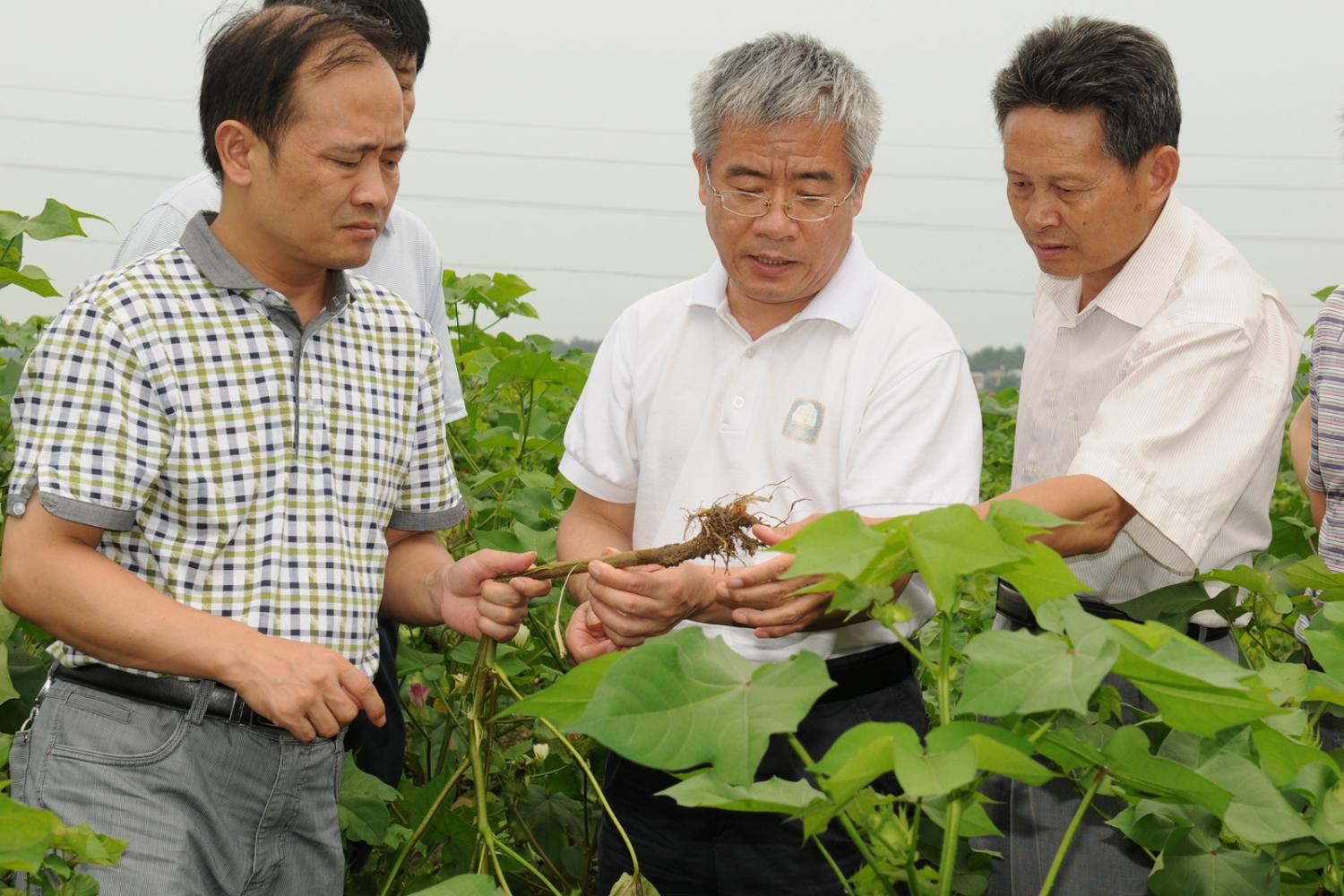 2014年，查看黄萎病发生情况（植科院 供图）