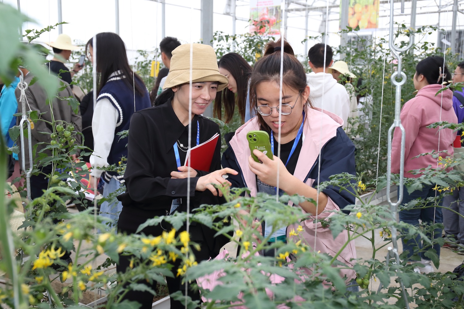 师生参观湖北汉南番茄科技小院（通讯员 侯国涛 摄）