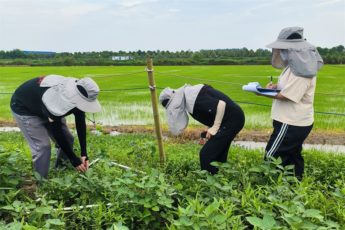 实践团队进行入侵植物空心莲子草样方划定取样 陈国庆