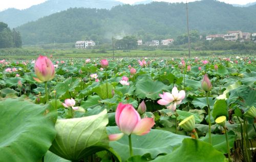 农业生态园一期建设项目初见成效，百亩荷花迎风绽放