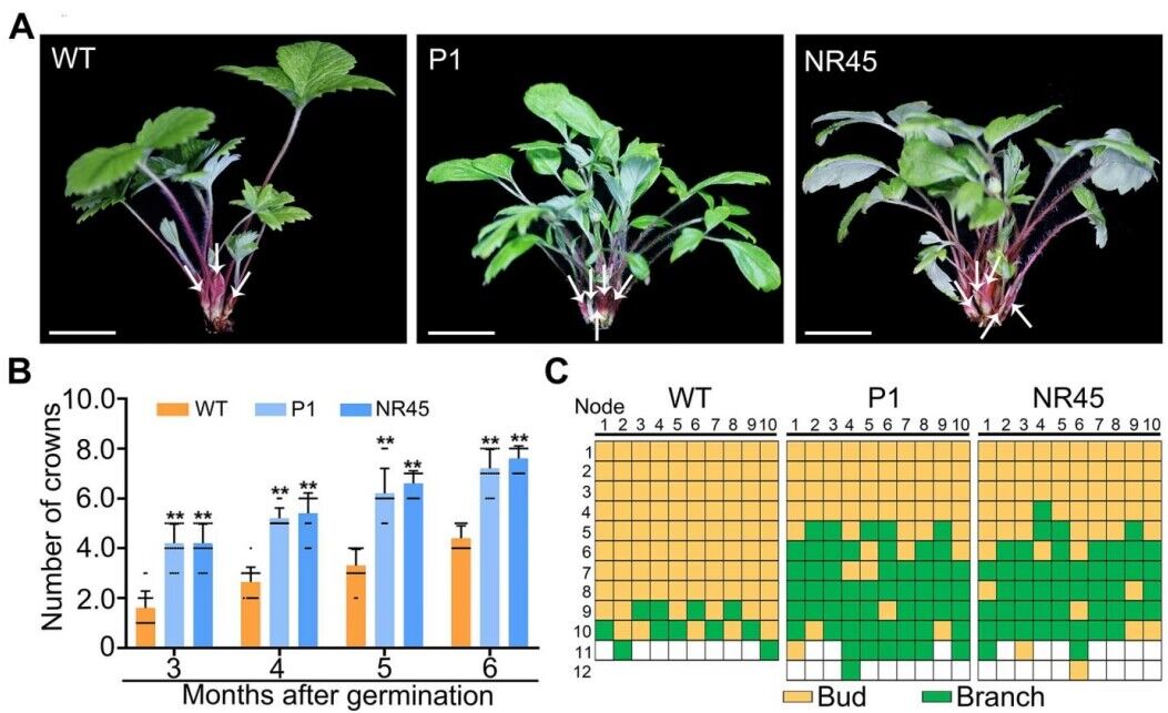 图2. 森林草莓突变体P1和NR45形成较多短分枝