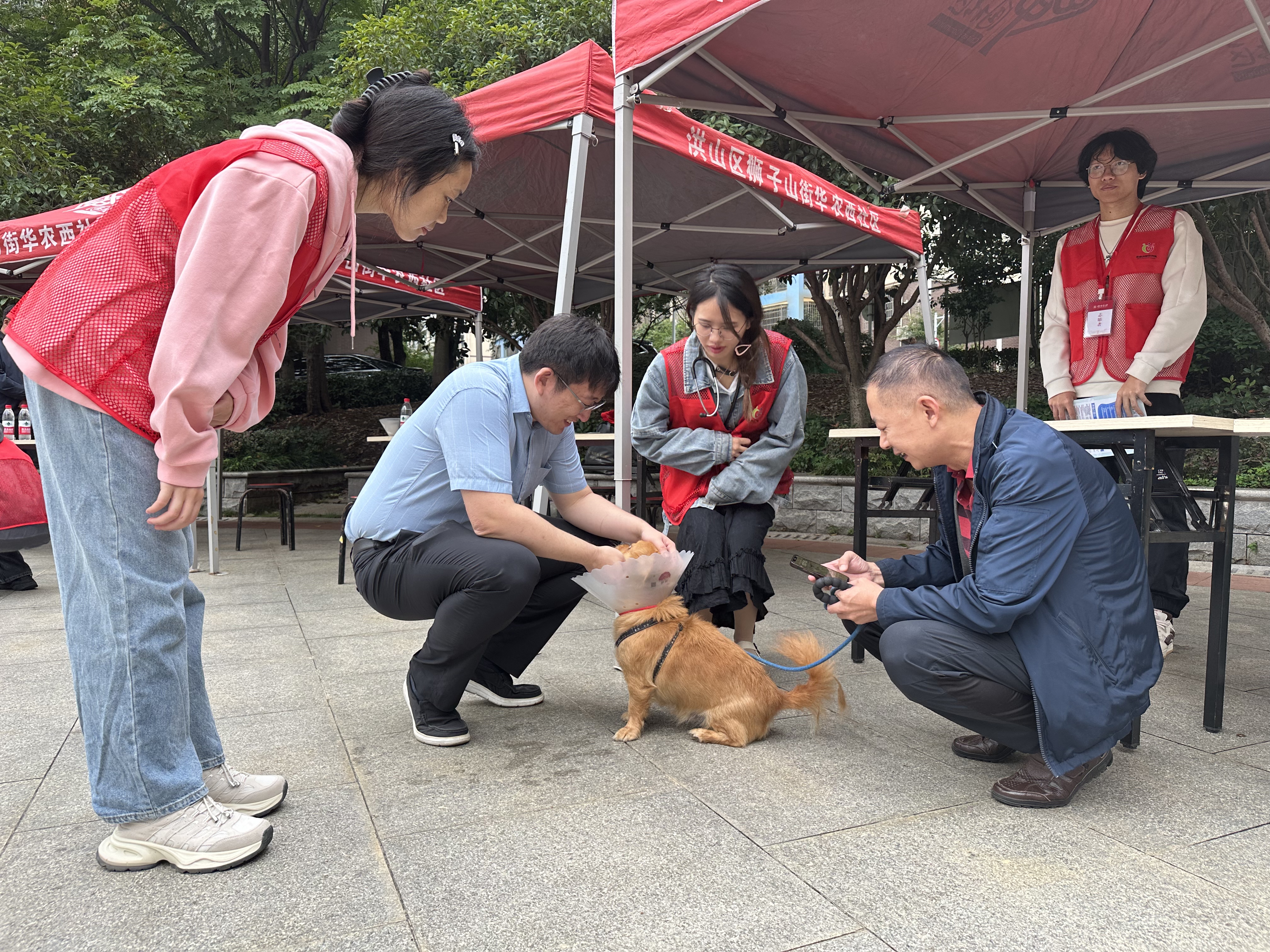 丁一教授对宠物犬进行检查