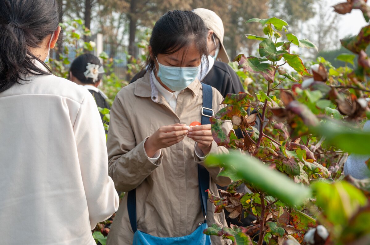 比赛组的同学在挑选棉花 （学通社记者 曹颖 摄）_proc