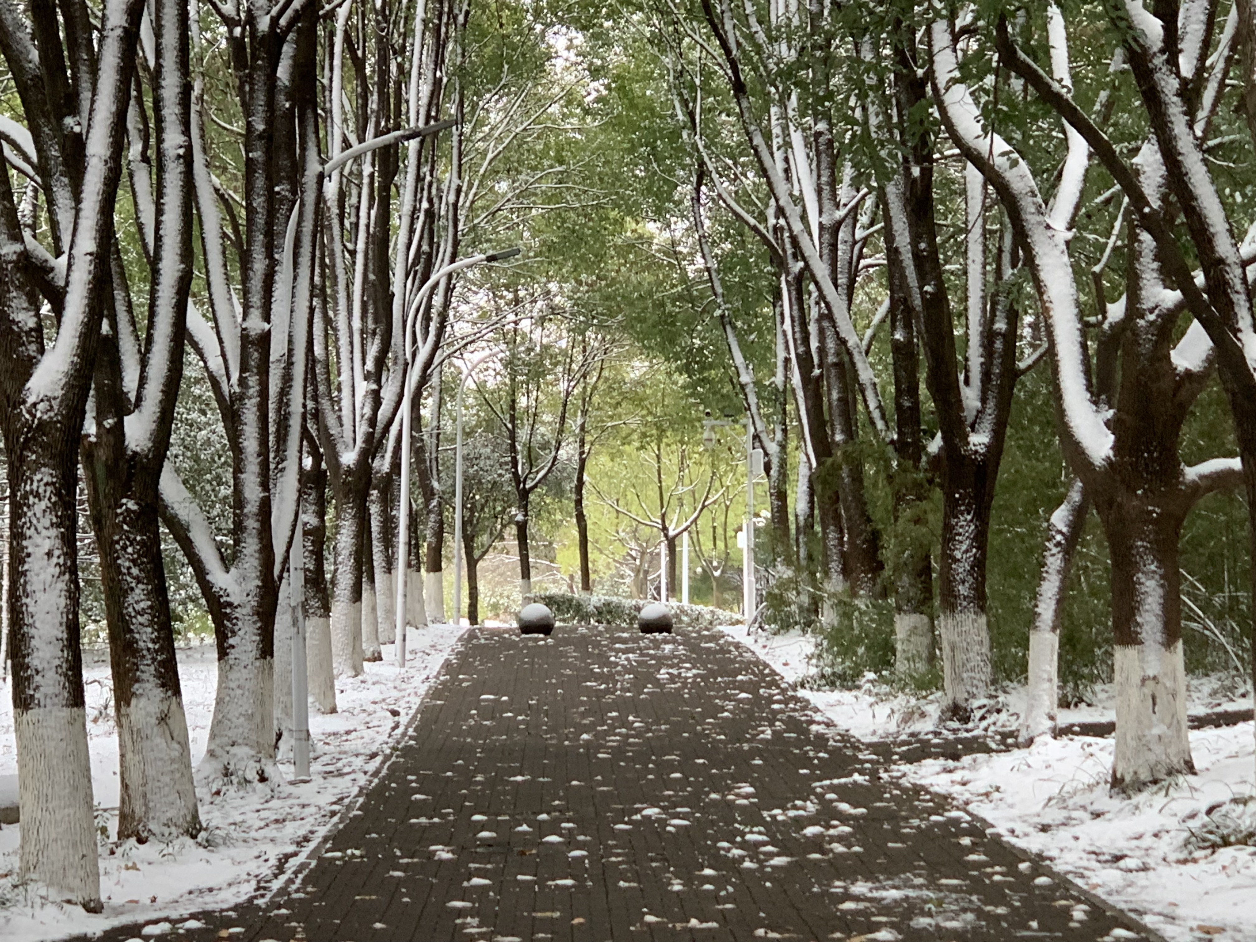 雪洒林中路（彭光芒 摄） (2)