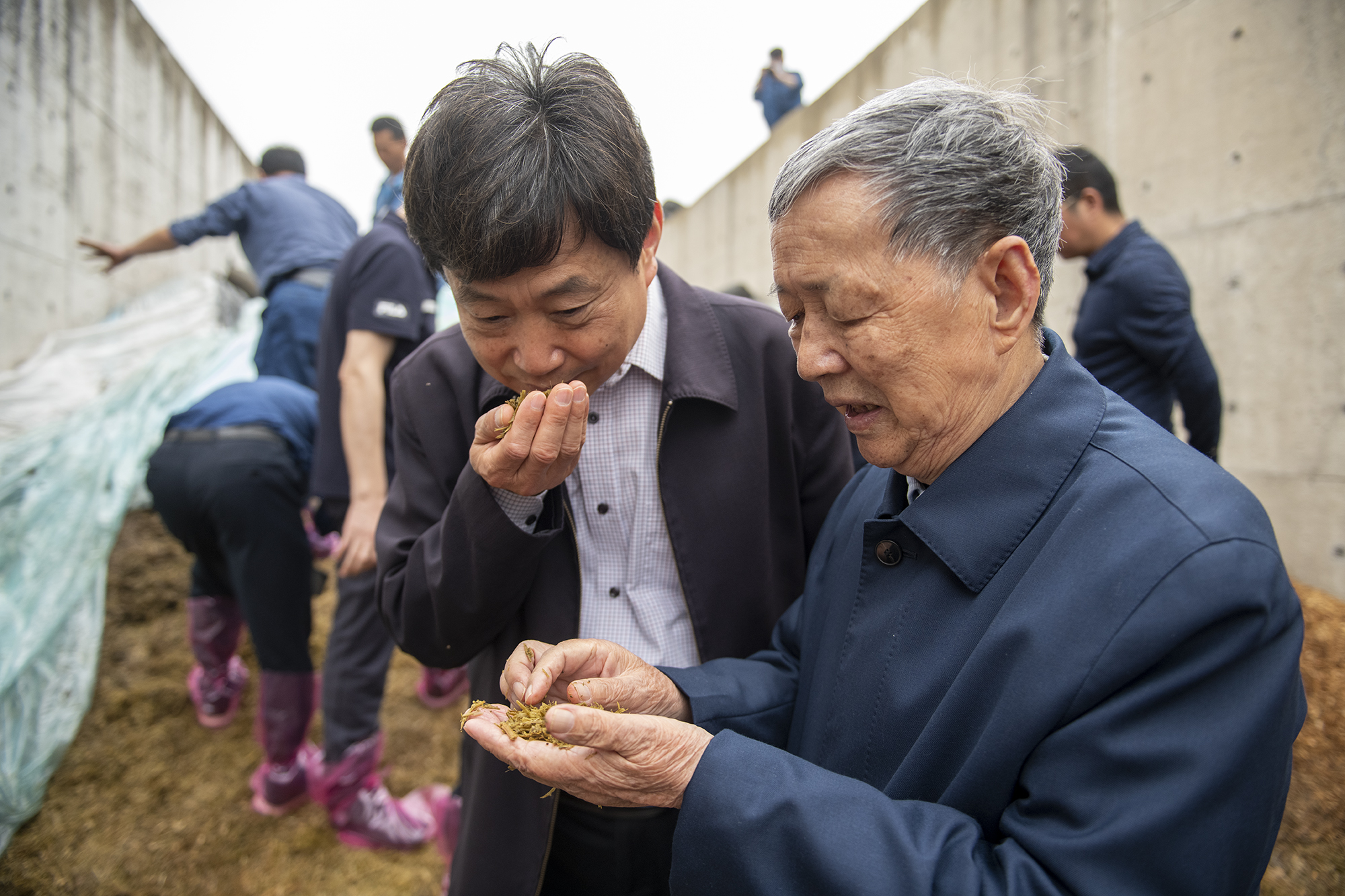 李培武院士和傅廷栋院士查看开窖后的青贮饲料油菜（记者 刘涛 摄）