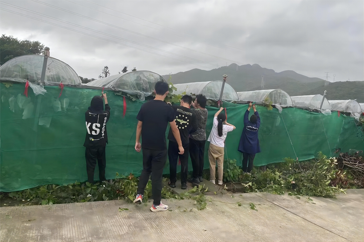 实践团正在加紧加固防风网以抵御台风