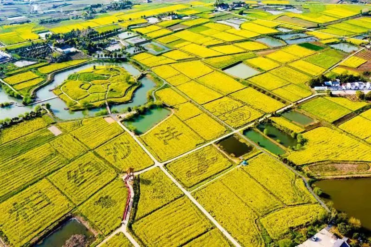 荆门沙洋油菜花田