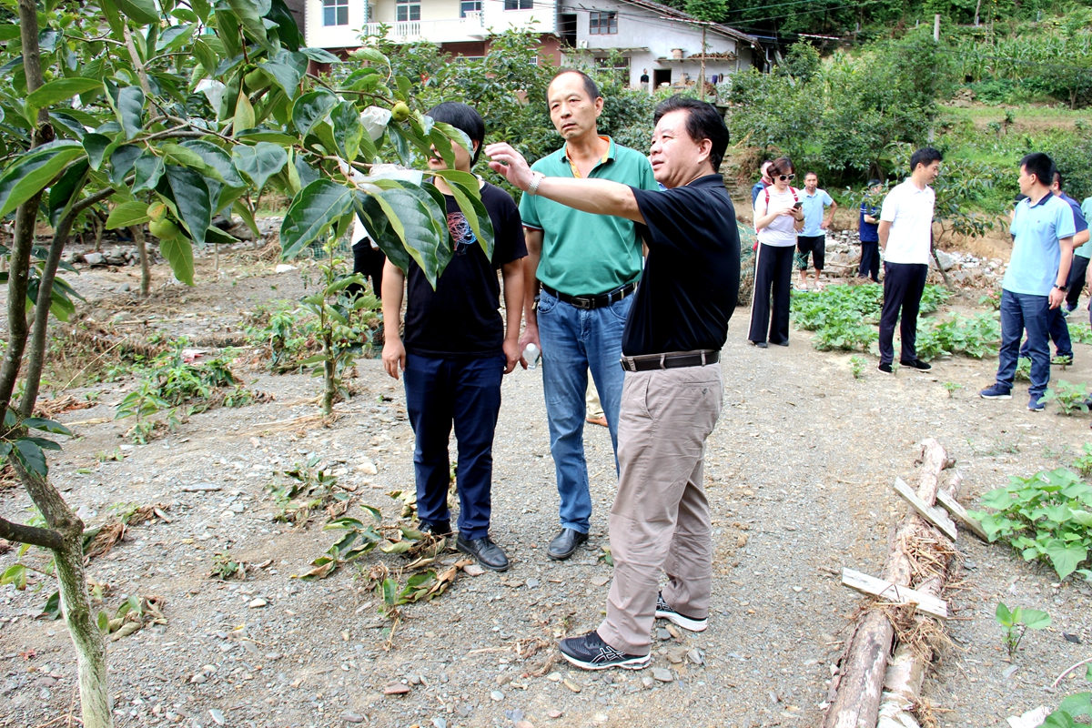 业州镇寨坡村甜柿基地开展产业救灾指导2