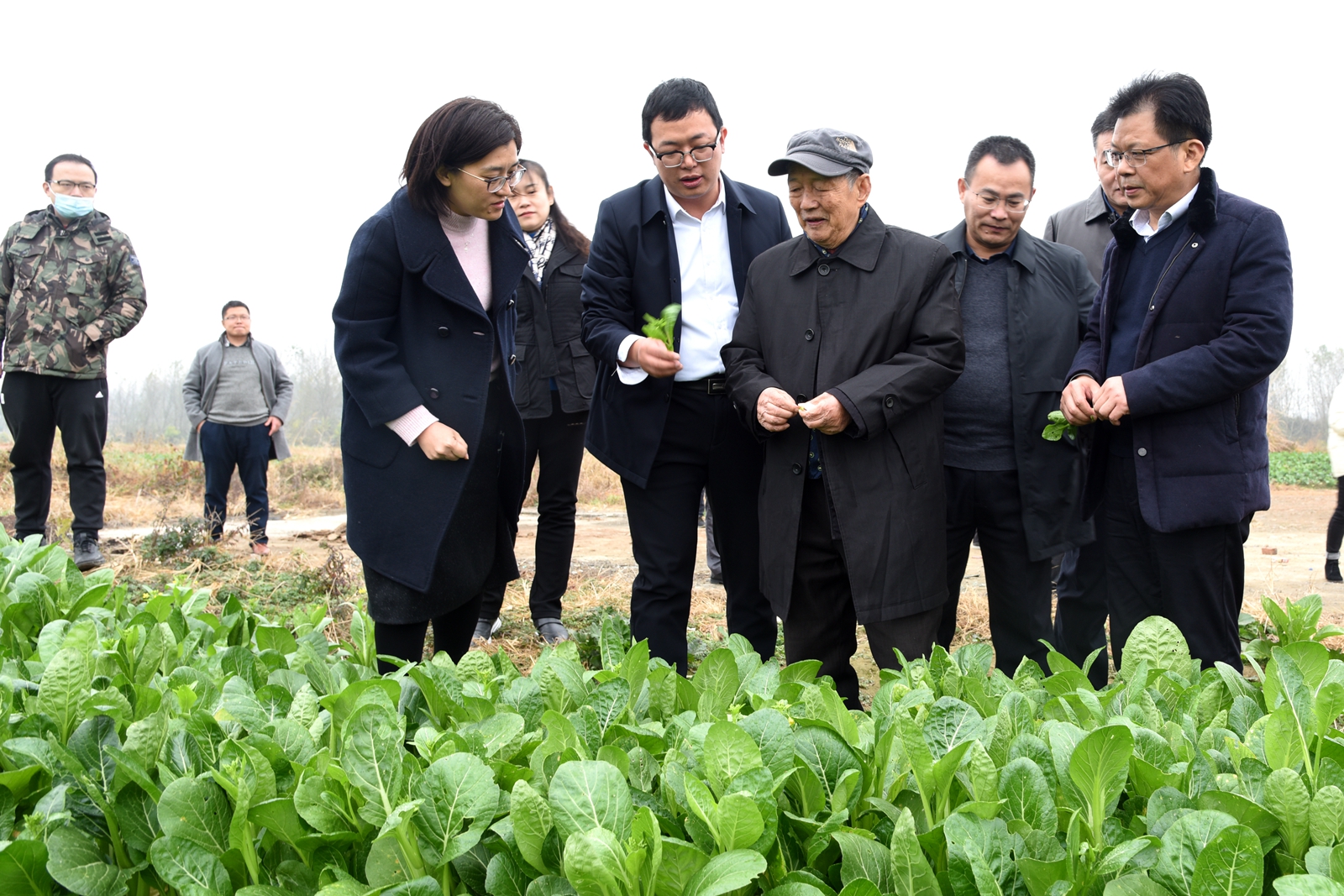 傅廷栋院士在隽青家庭农场菜薹基地调研