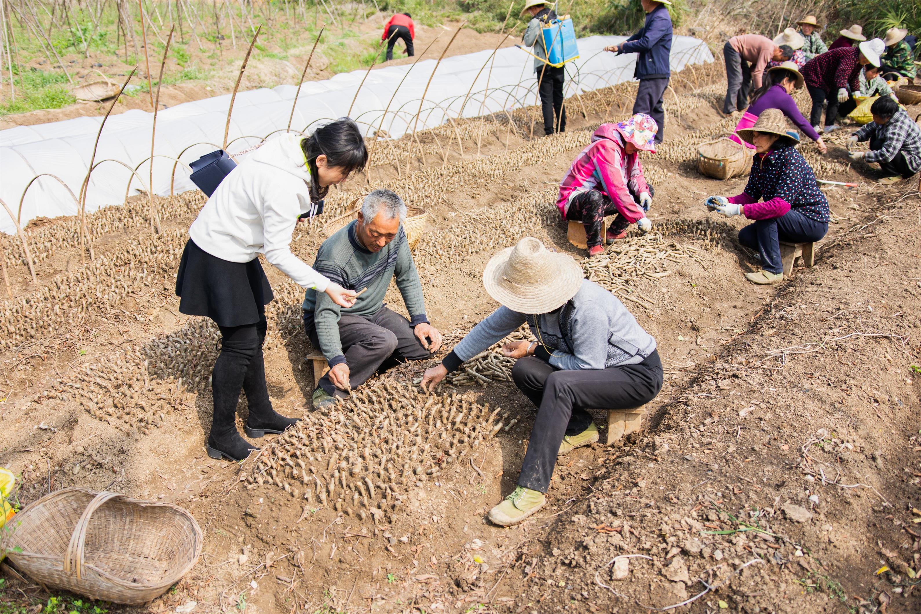 李恺与正在进行葛根育苗的村民交流（记者 彭雨格 摄）