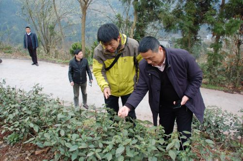 茶学专家周继荣查看茶叶生长情况