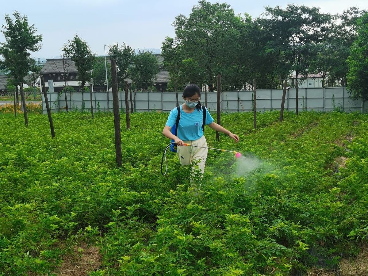 图二：实践团成员体验“喷药”操作 王文迪