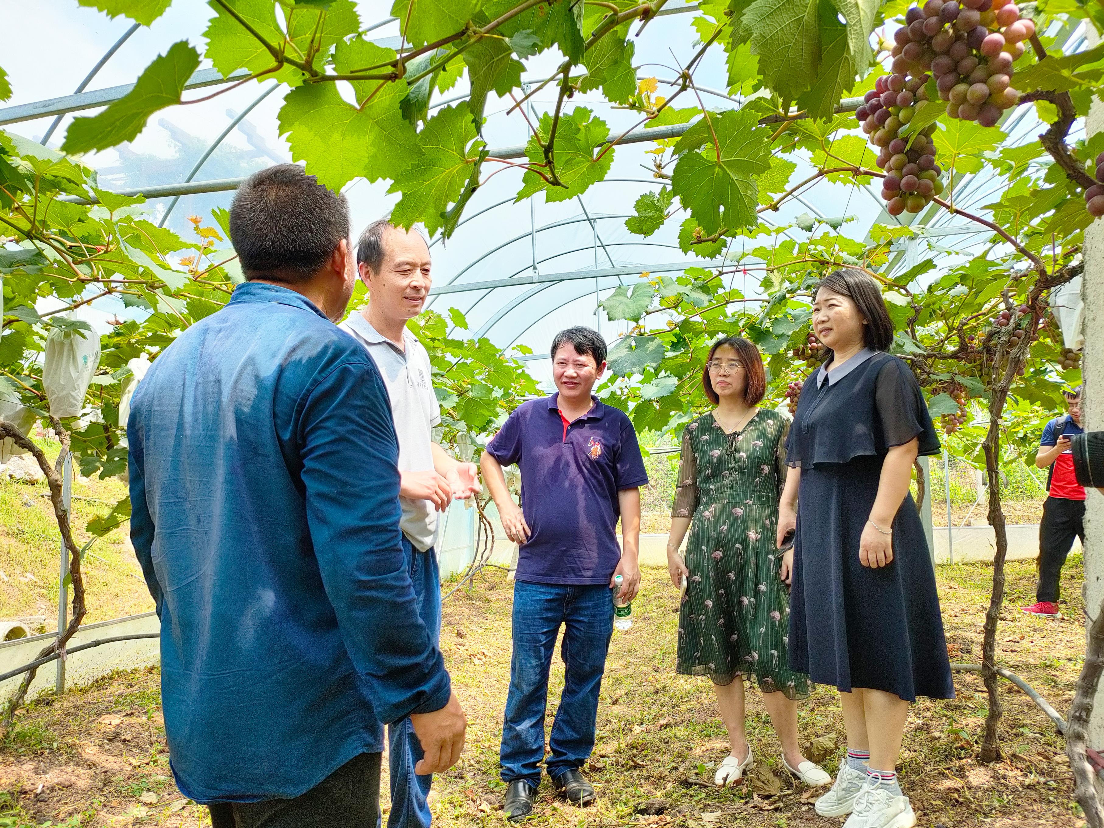 园艺林学学院果树专家郭大勇向农户讲解葡萄栽培知识（通讯员 余智勍  摄）