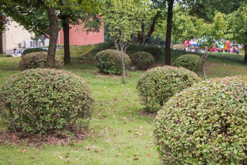 花圃【学通社记者：骆昭彦】