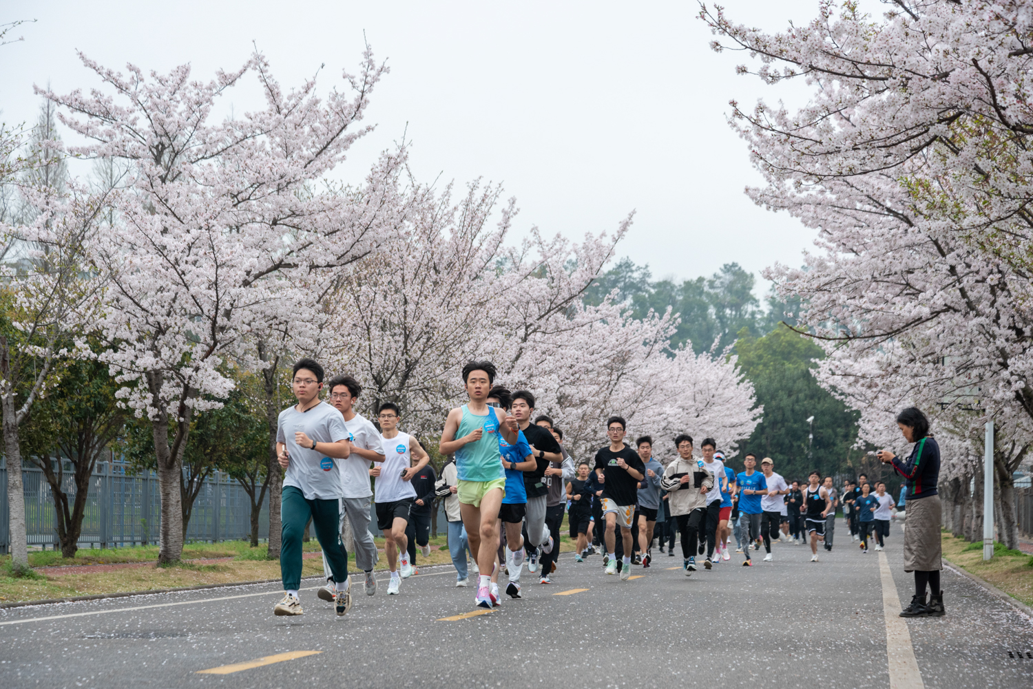 大部队跑过樱花大道（学通社记者 王文硕 摄）