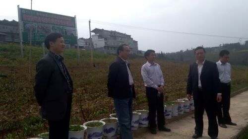 周承早在建始县考察蓝莓基地建设