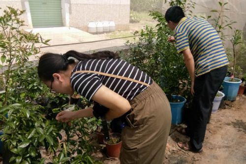 脐橙研究所中观察黄龙病病株