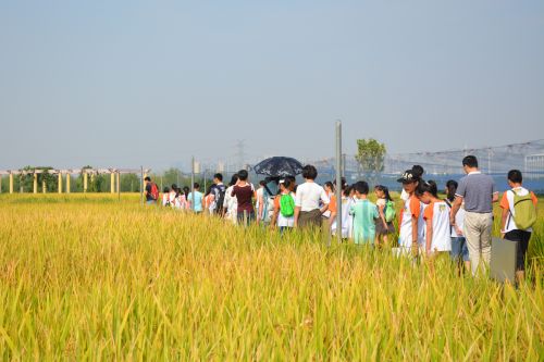 老师带小科学家们和家长们参观试验田