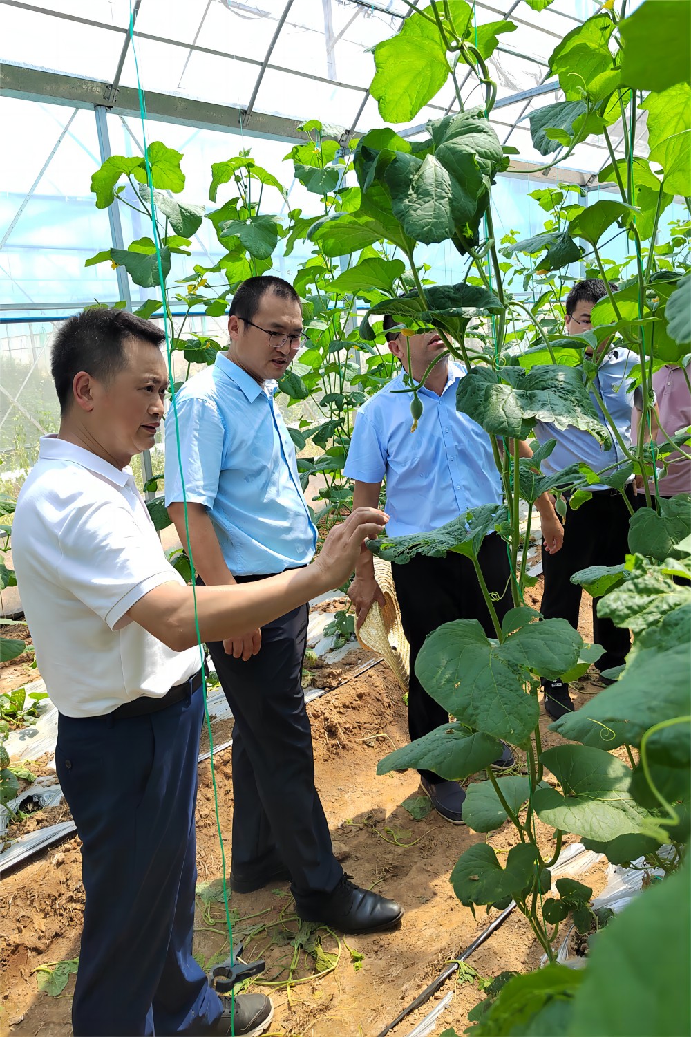 参观调研那马镇坛良村粤港澳大湾区蔬菜生产供应基地（通讯员 王惠芹 摄）