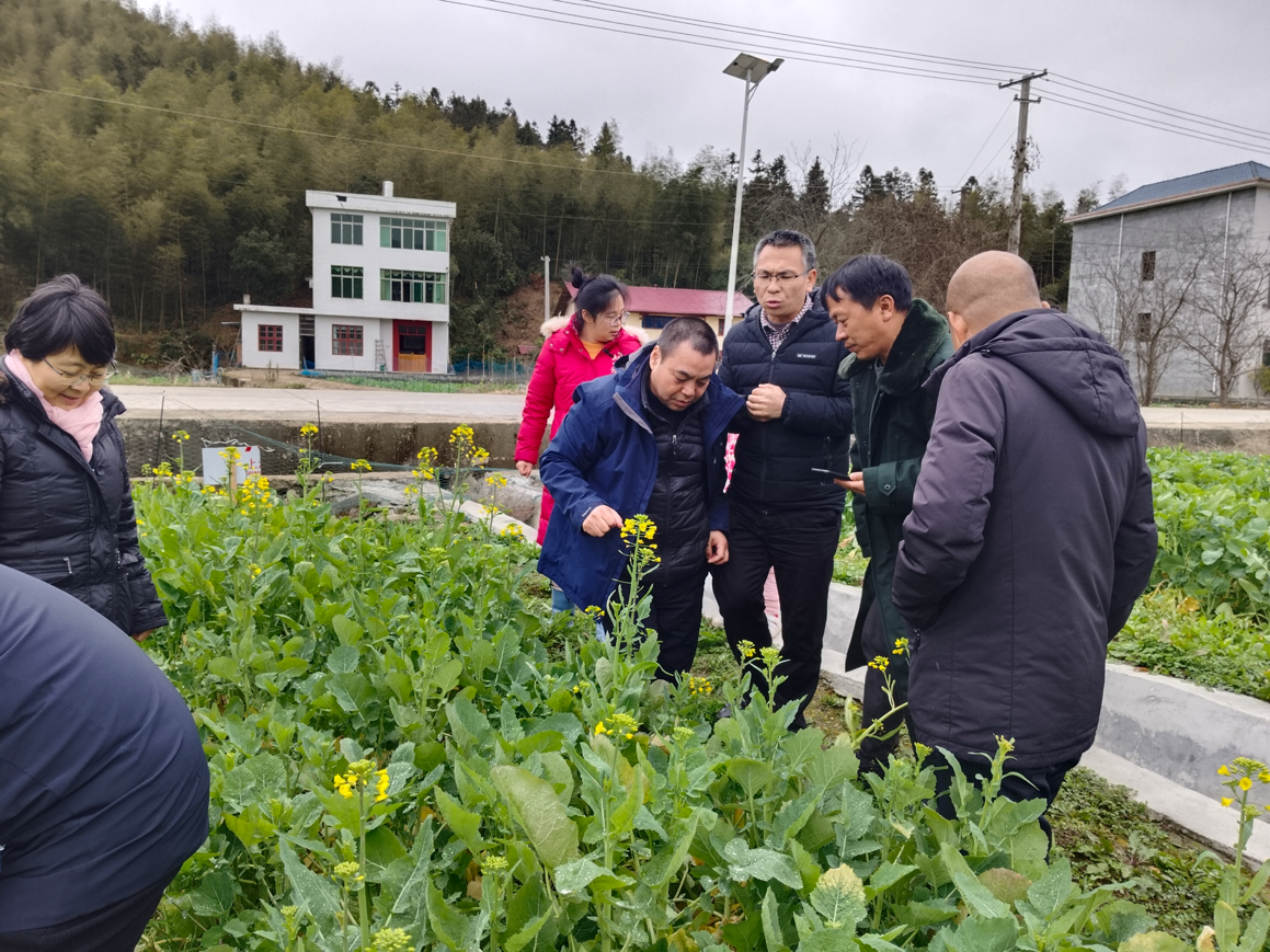 姜道宏教授（左二）在江西遂川县指导雪后油菜菌核病防治技术