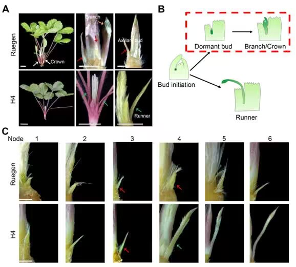 图1. 森林草莓无匍匐茎品种Ruegen和有匍匐茎品种H4的腋芽发育过程