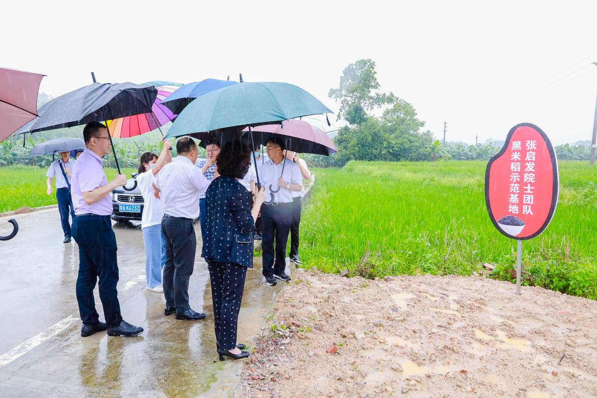 莲花出水美丽牧场黑米育种产学研基地