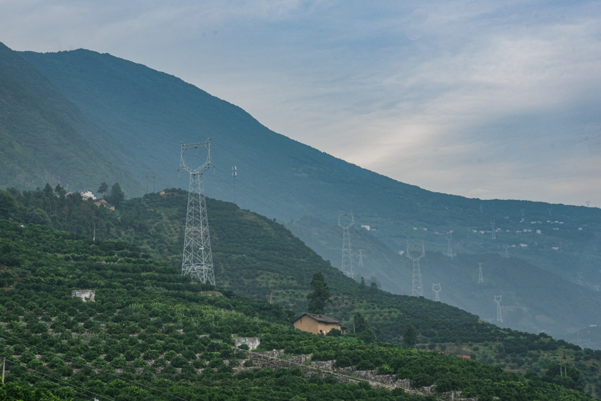 满山的橙子树（学通社记者 徐心雨 摄）-1