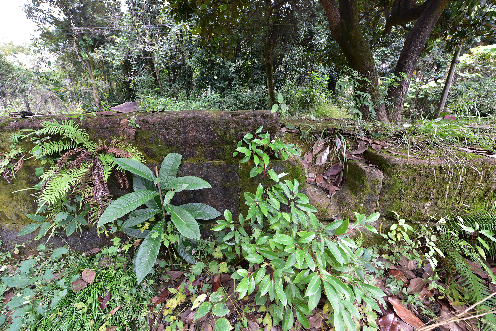 金子坝校园遗存的墙基石