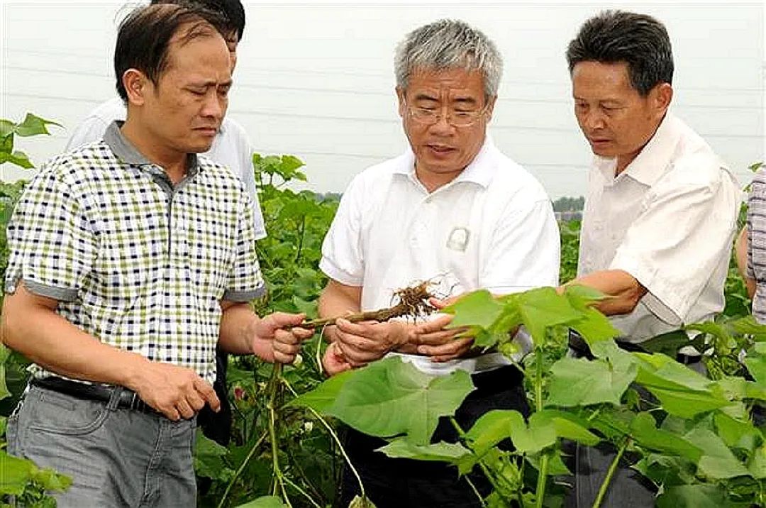 张献龙教授在田间指导