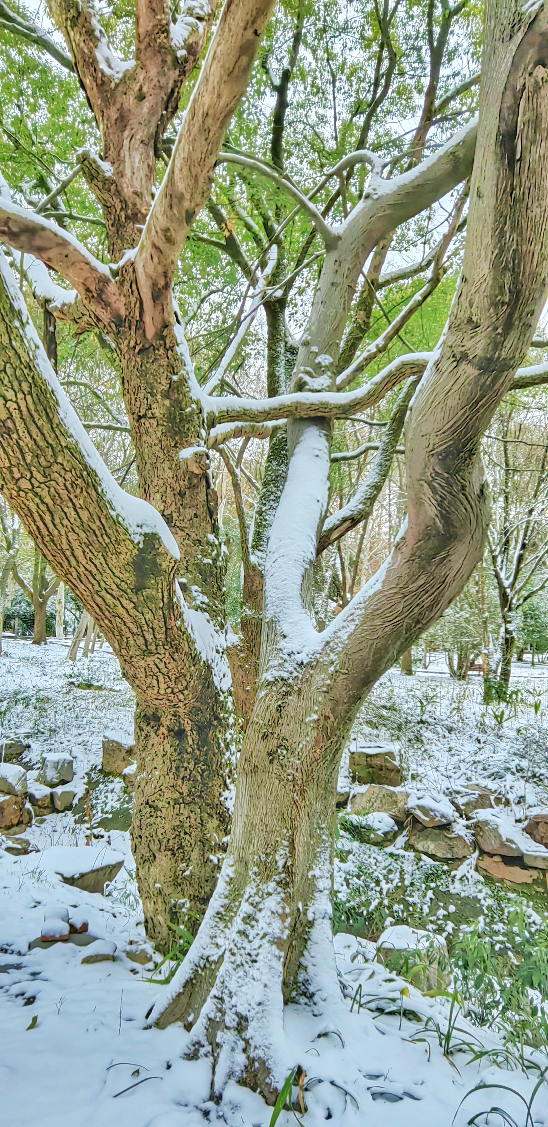 屹立风雪中（李春子 摄）