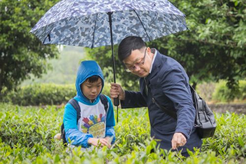 细雨也不能阻挡我的采茶热情（学通社记者 蒲振 摄）