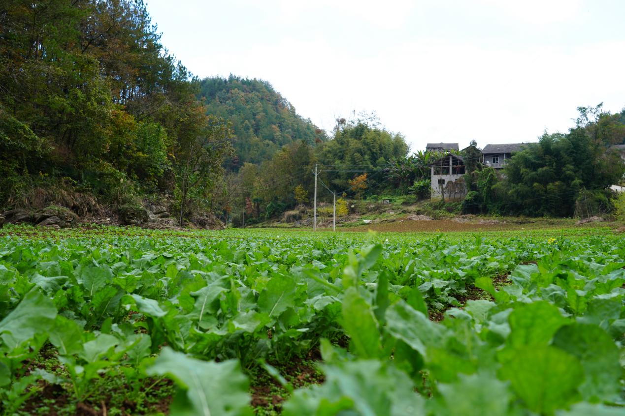 副本科技赋能“一条链” 油菜花开“三重金”(1).docx