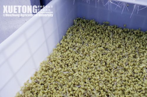 18.学校自己培养出来供食用的豆芽